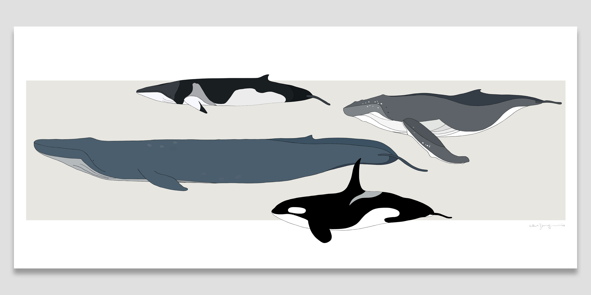 Whales of the world