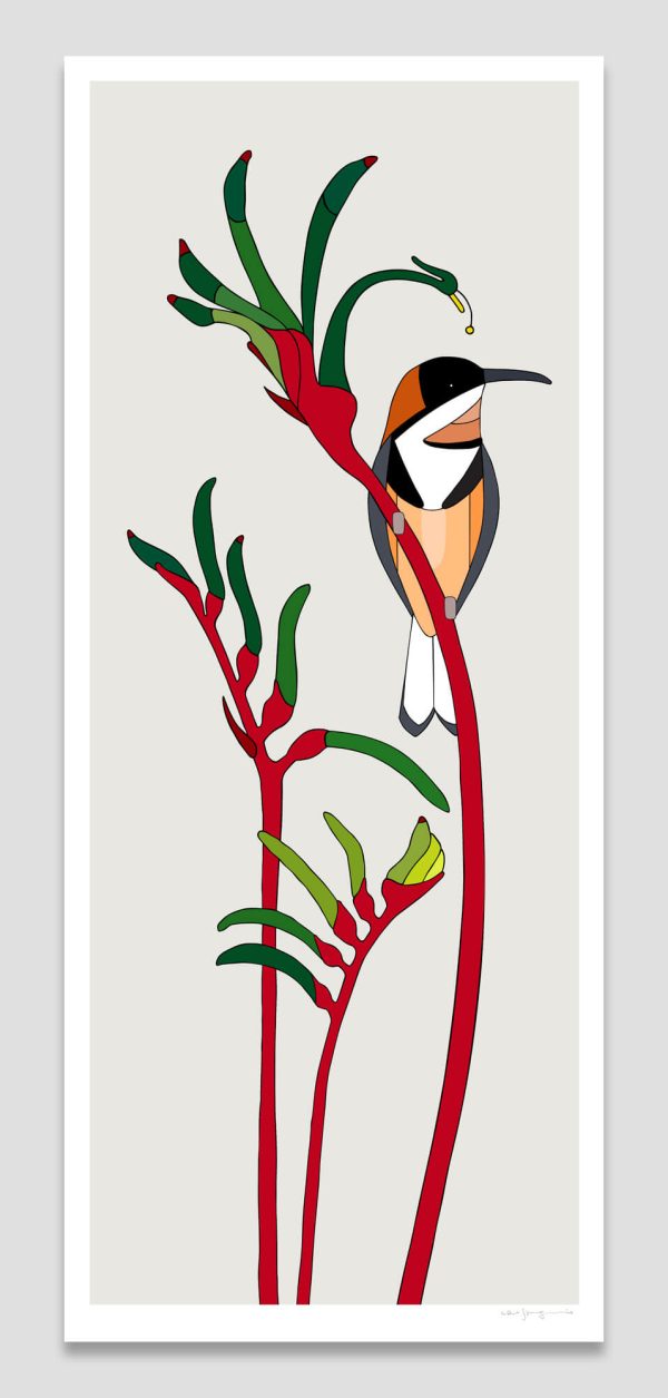 Eastern Spinebill and Anigozanthos manglesii