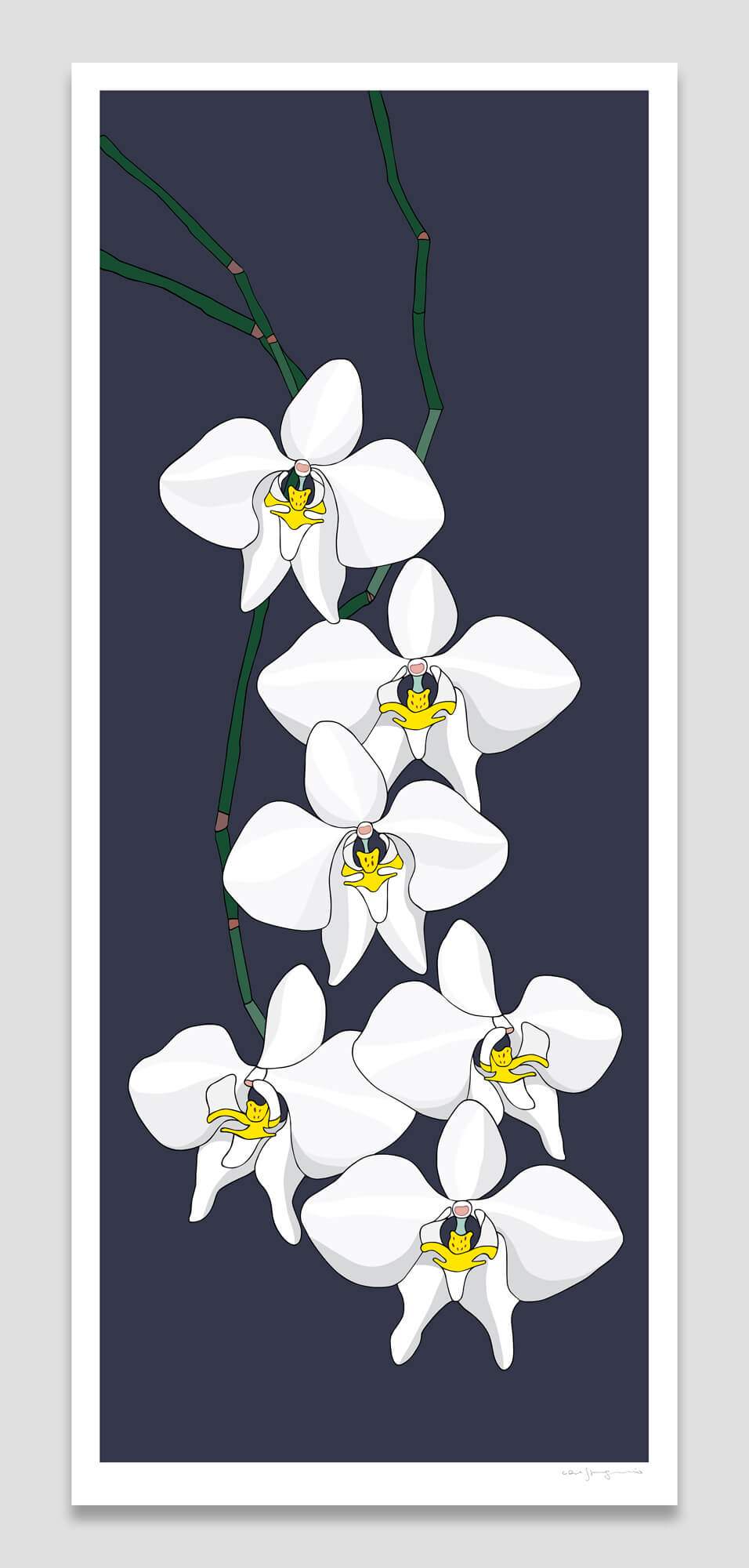 Australian moth orchid
