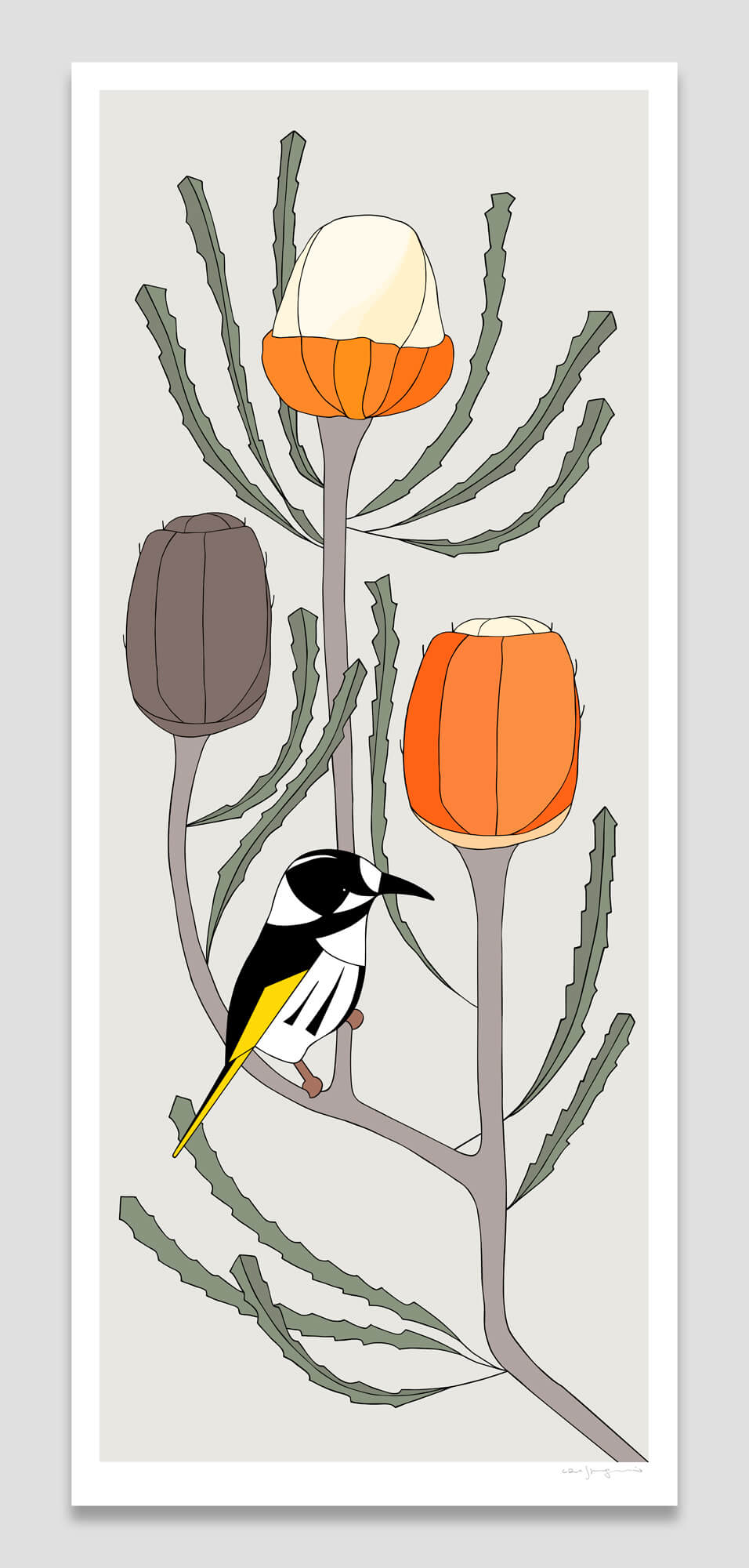 New Holland Honeyeater and Banksia hookeriana