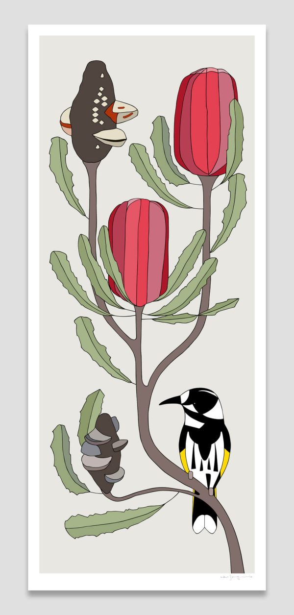 Banksia menziesii and New Holland Honeyeater New Holland Honeyeater and Banksia menziesii