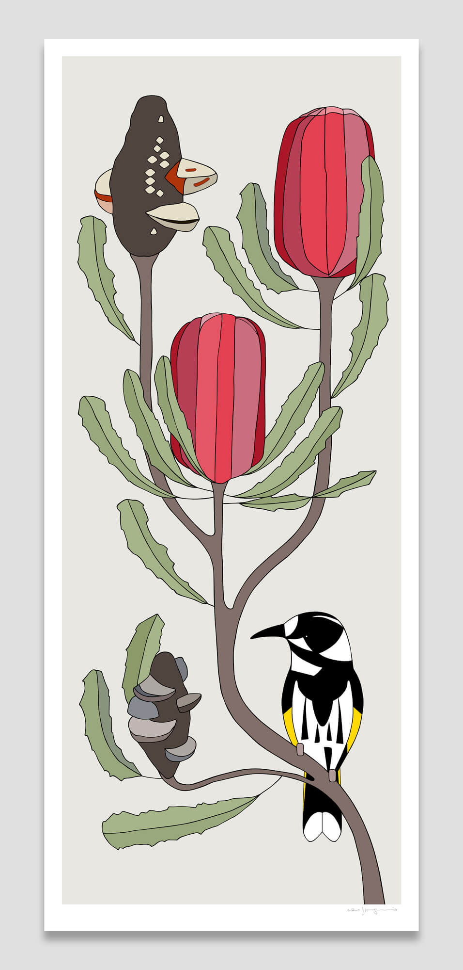 New Holland Honeyeater and Banksia menziesii
