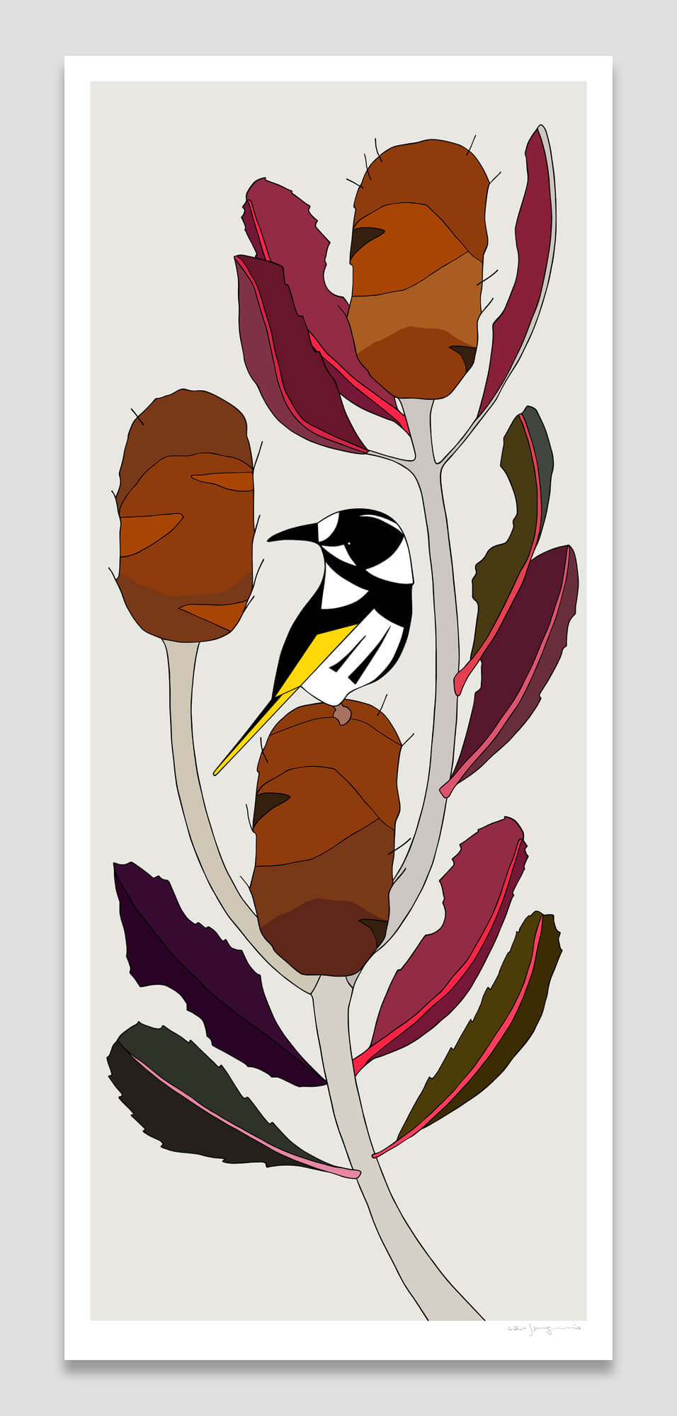 New Holland Honeyeater and Banksia robur