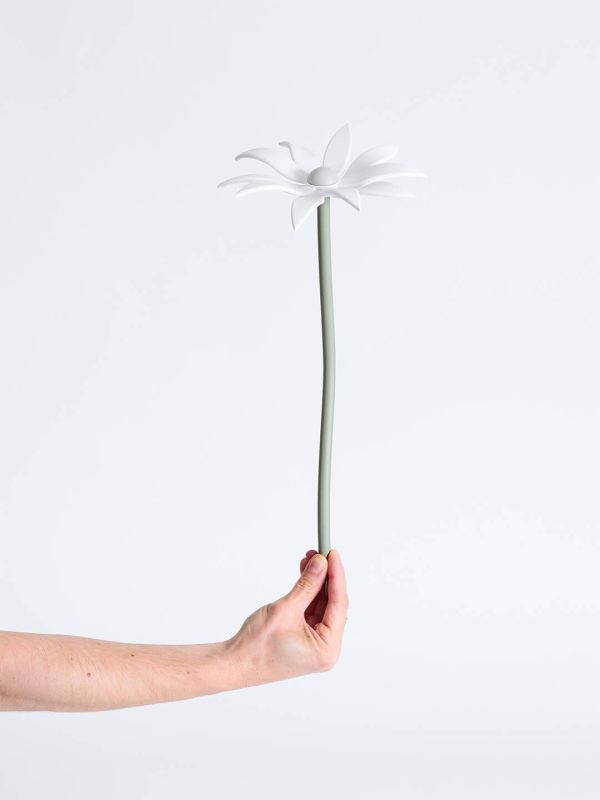 Flannel Flower