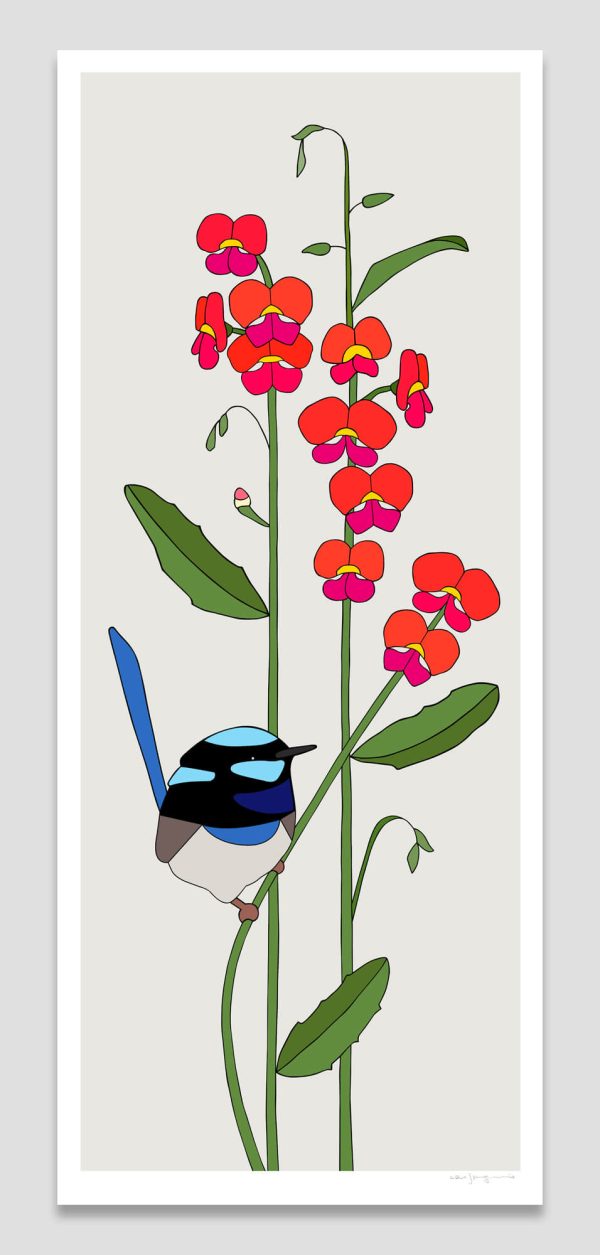 Heart-leaf Flame Pea and Superb Fairy-wren Superb Fairy-wren and Heart-leaf Flame Pea
