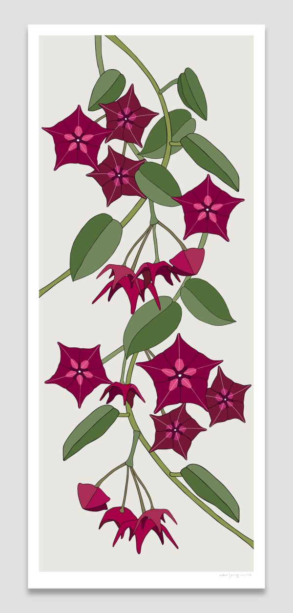 Hoya macgillivrayi