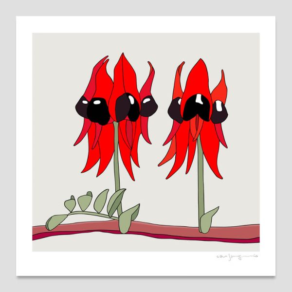 Sturt’s Desert Pea Sturt's Desert Pea