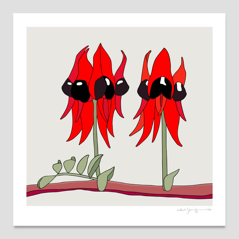 Sturt's Desert Pea