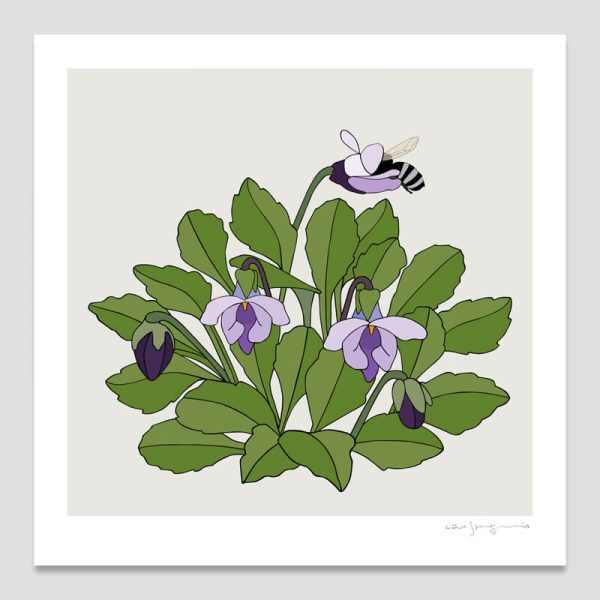 Viola Improcera and Wooly Sweat Bee Viola Improcera and Wooly Sweat Bee