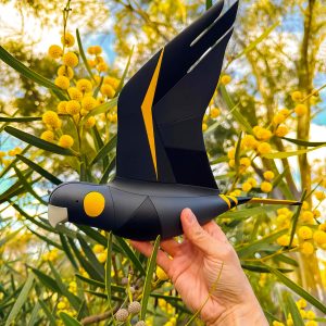 Yellow-tailed Black-Cockatoo in flight