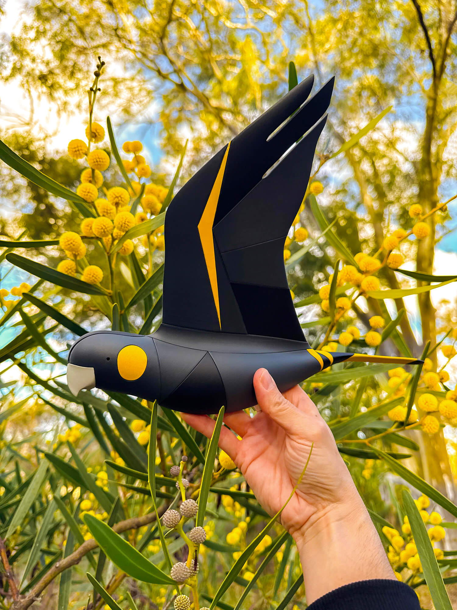 Yellow-tailed Black-Cockatoo in flight