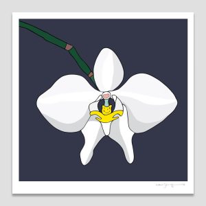 Australian Moth Orchid