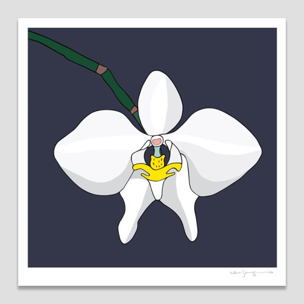 Australian Moth Orchid Australian Moth Orchid
