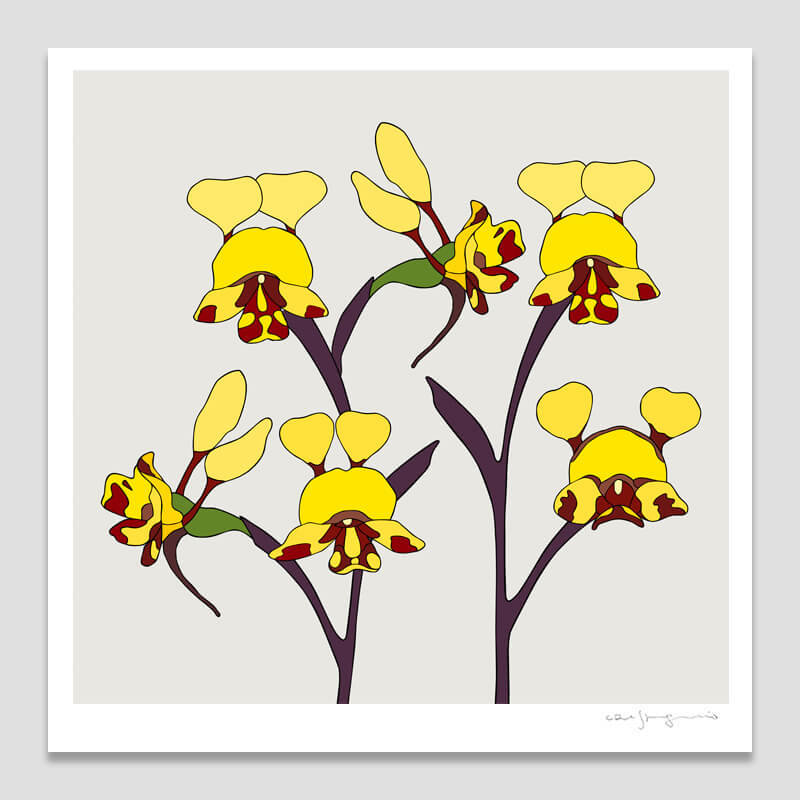 Late Leopard Orchid