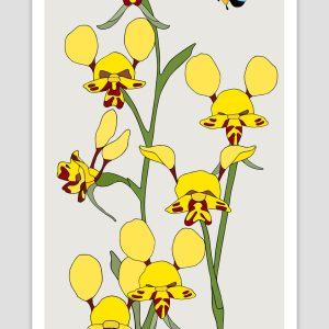Black Mountain Leopard Orchid and Blue-banded Bee