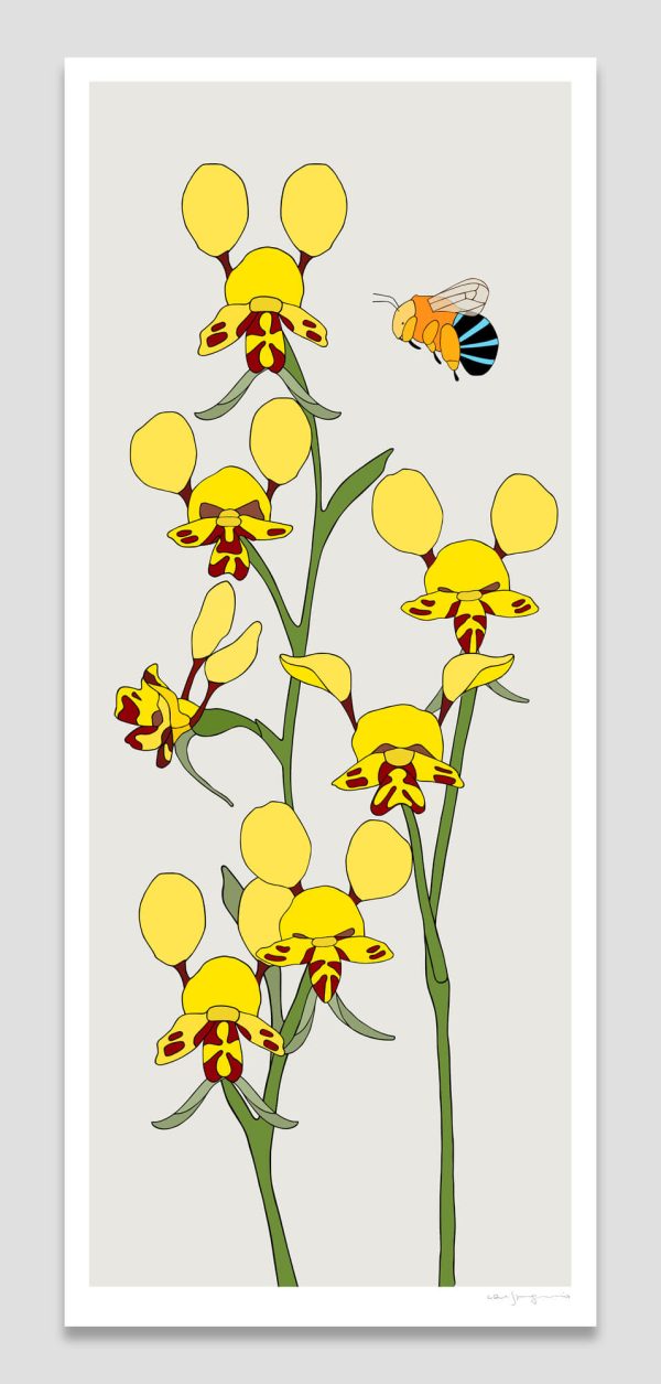 Black Mountain Leopard Orchid and Blue-banded Bee