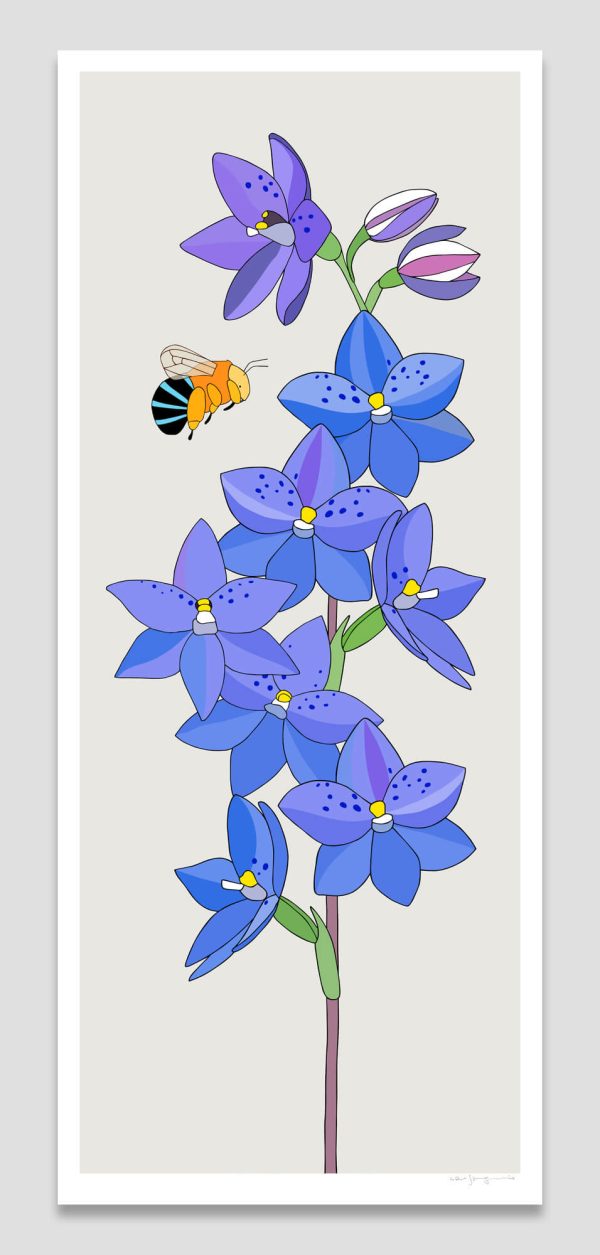 Spotted Sun Orchid and Blue-banded Bee